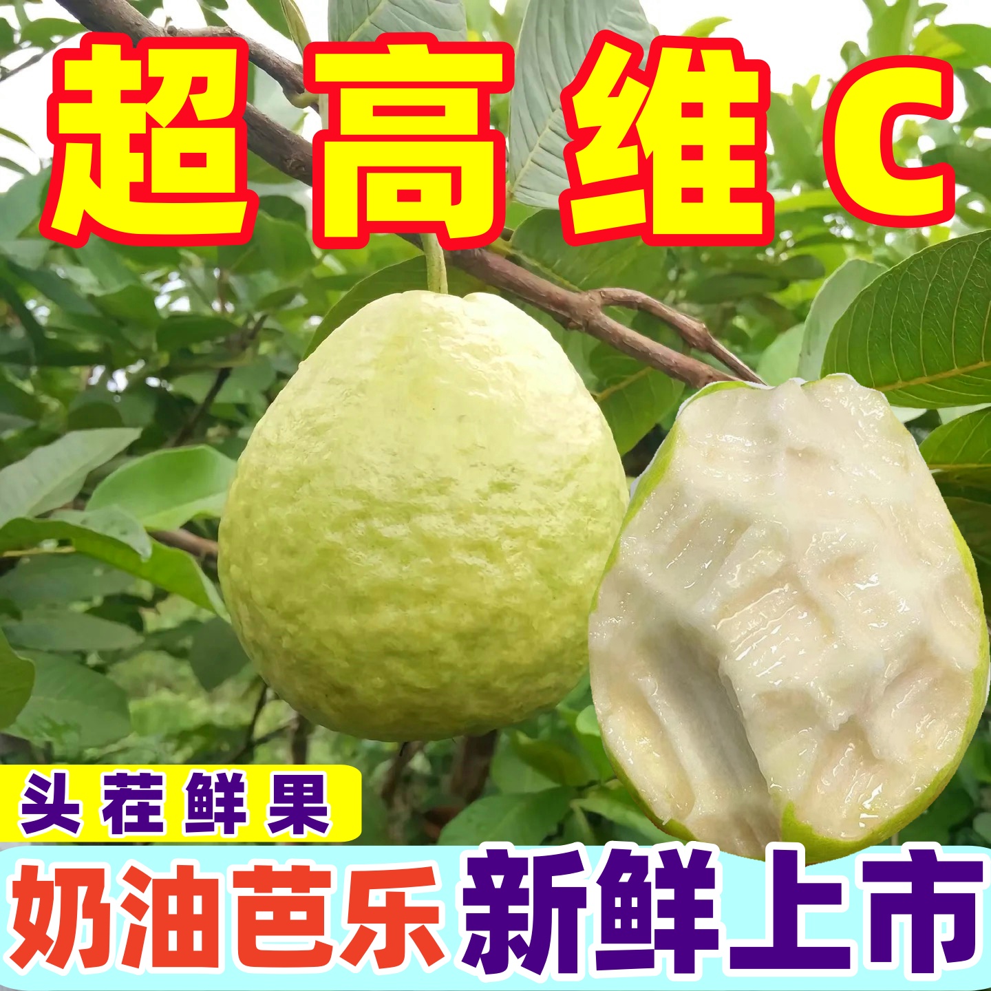 【零下地区保温发货】奶油芭乐白心红心软糯番石榴当季水果脆甜多汁