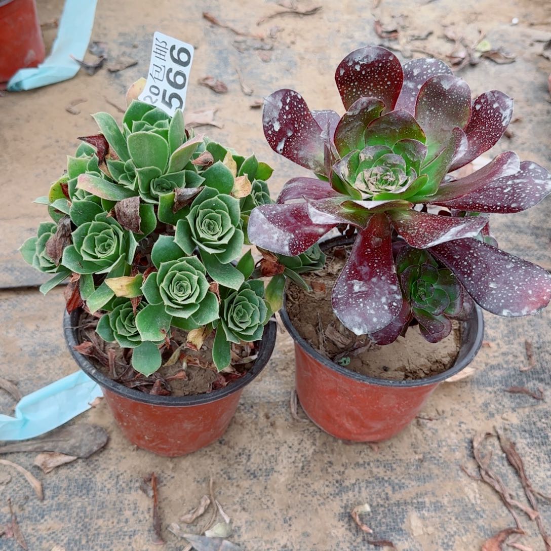 多肉566+567满20包邮断枝不包