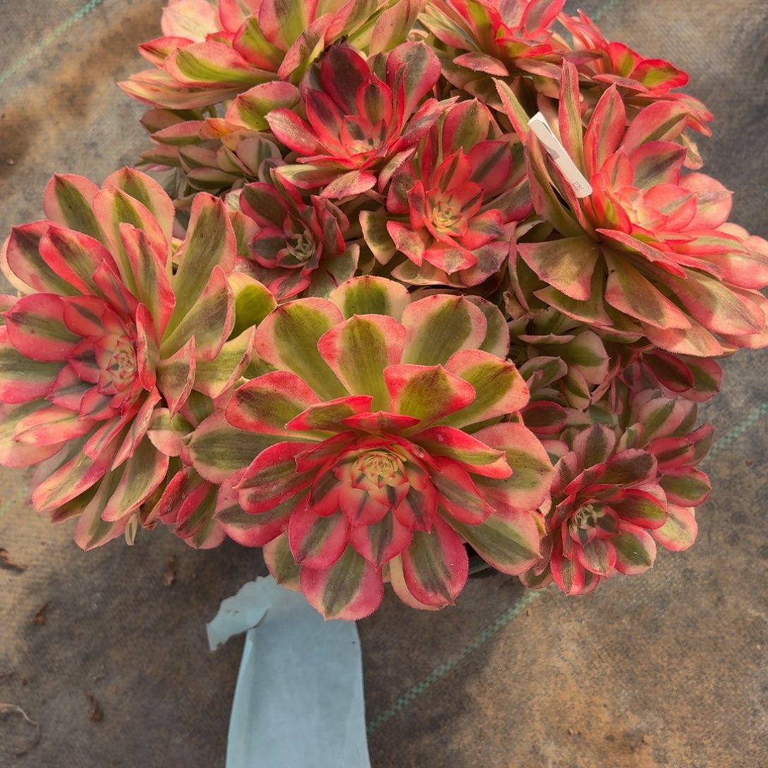 463超大倾城多破植物