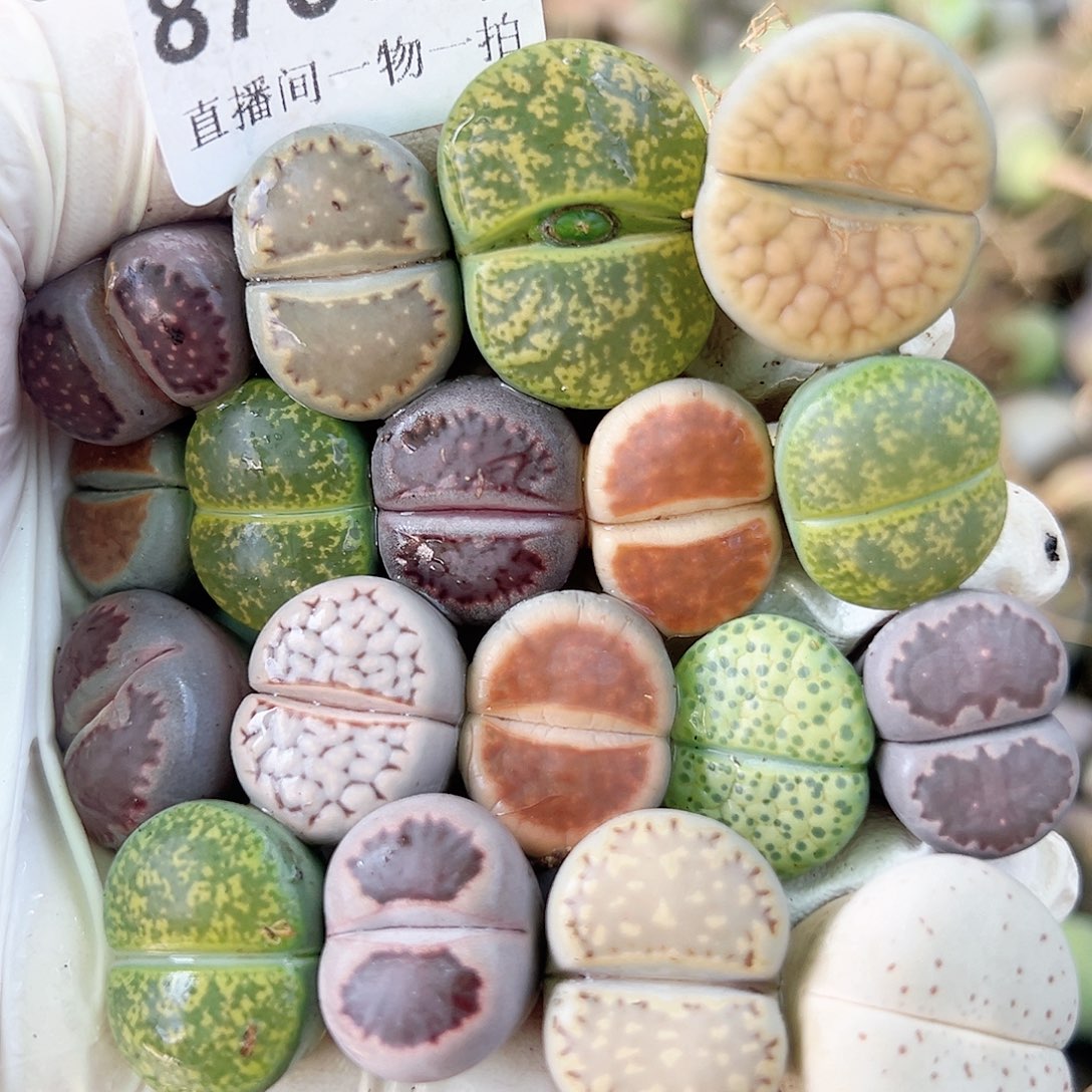 8733 好养易活生石花大母本18个