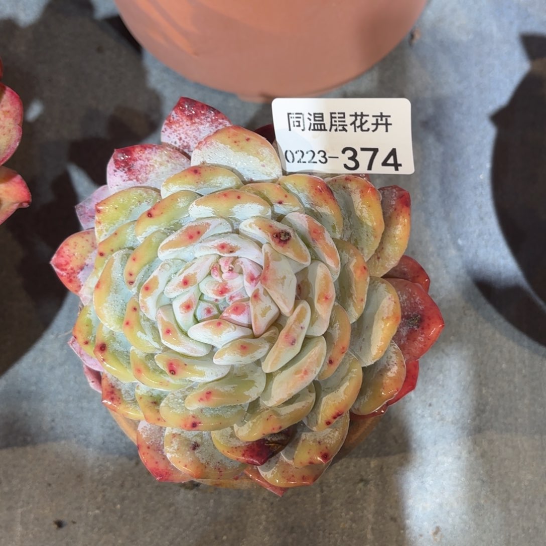 同温层多肉374雪天使
