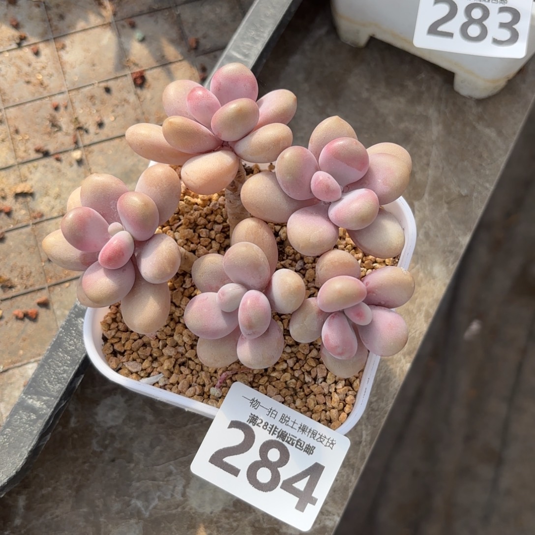 桃蛋老桩无盆土发货