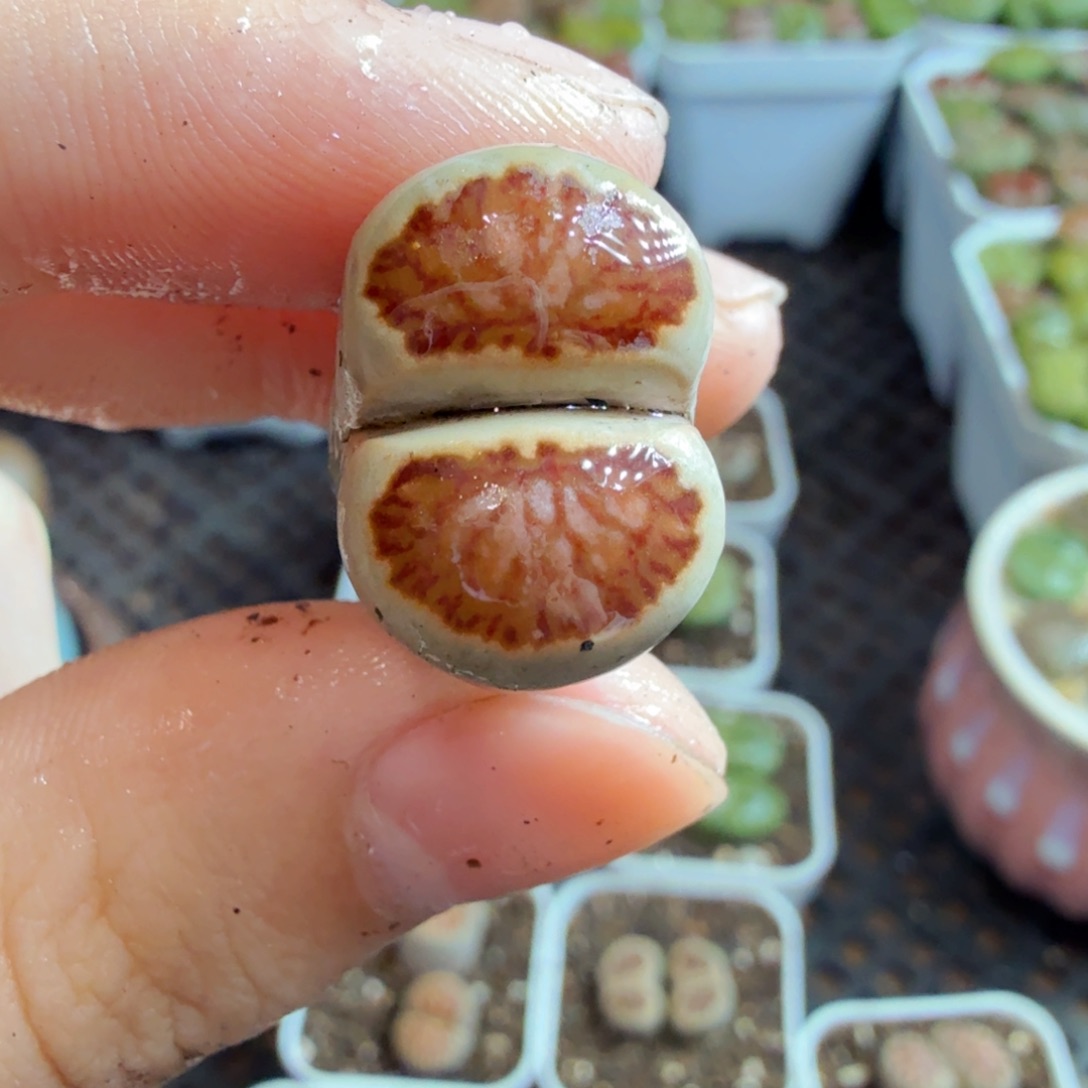 多肉植物的生长发育和生长726