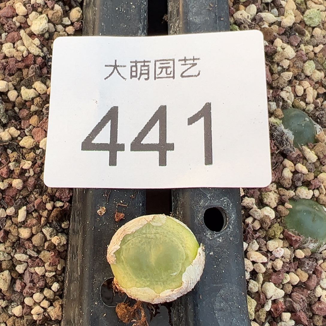 一物一拍           441