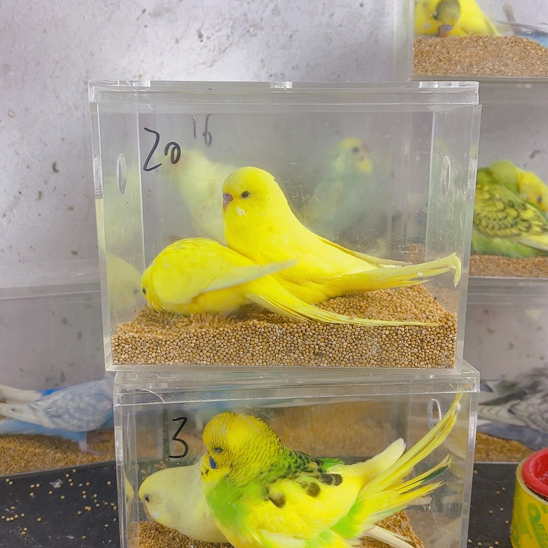 万***儿虎皮鹦鹉大头一只