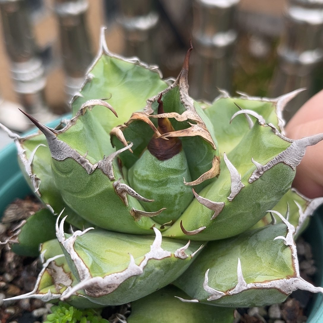 魔丸龙舌兰带侧芽