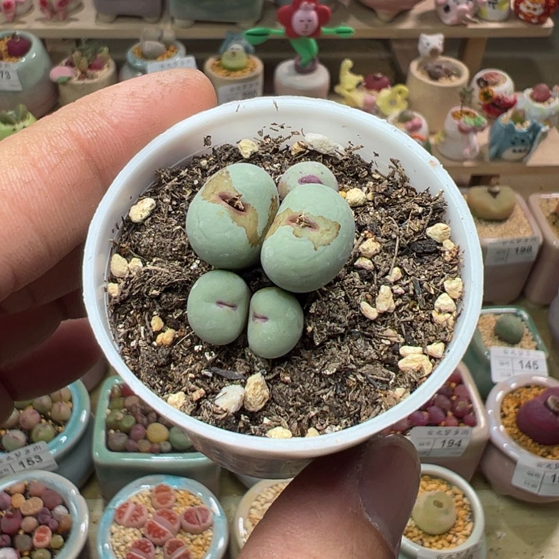 多肉植物实付9.9元包邮206号小红嘴