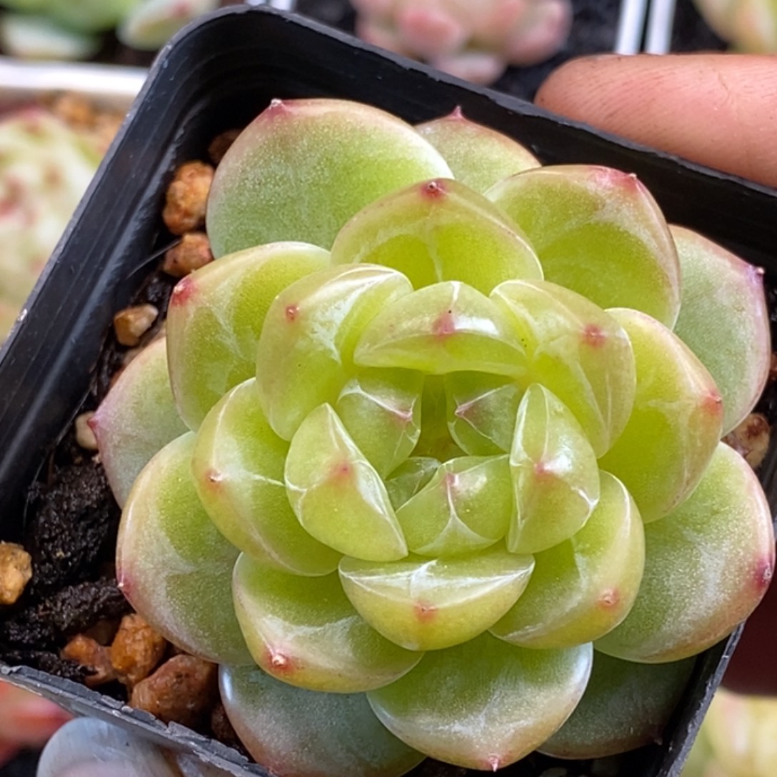 天官赐福百无禁忌