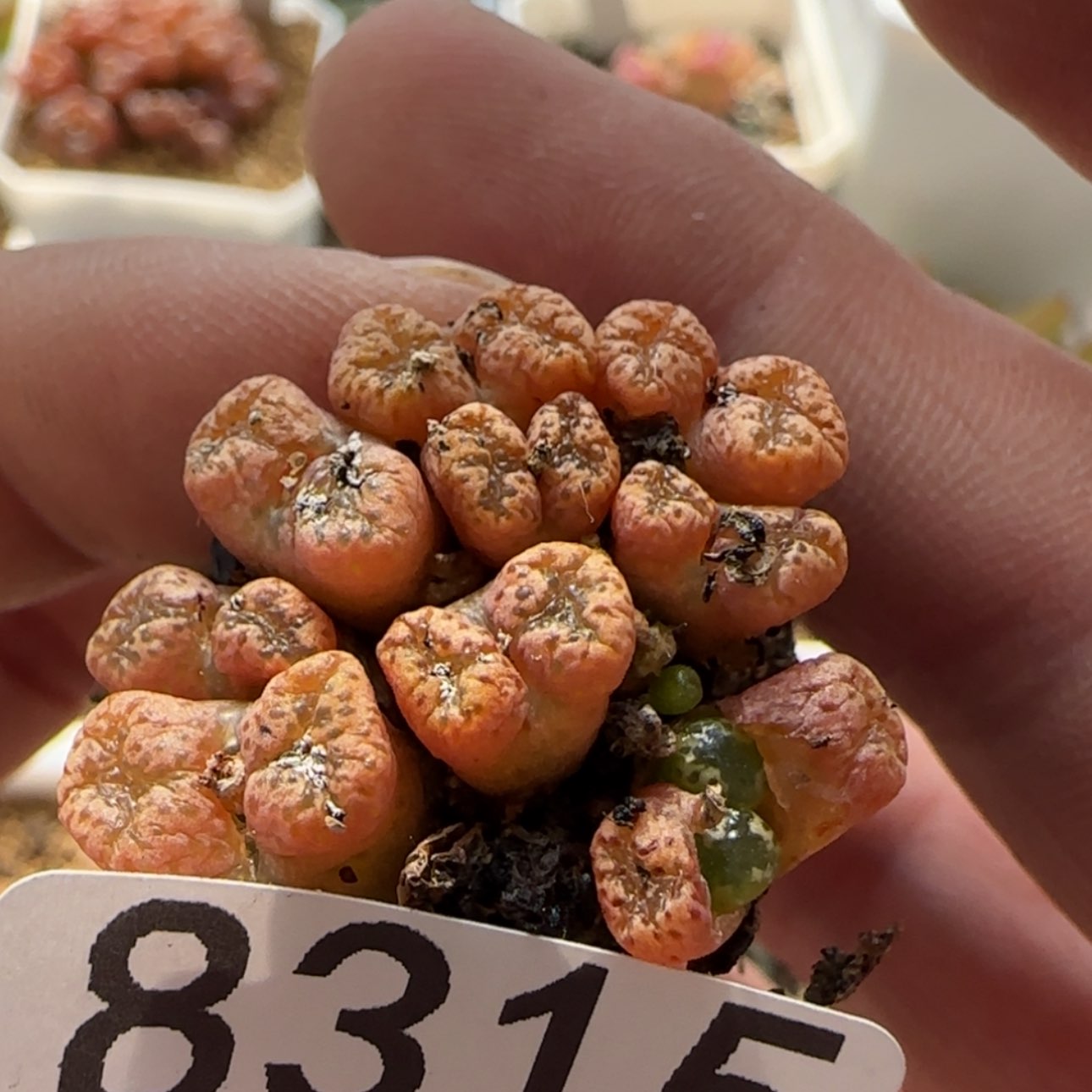 【闪购商品】8315   