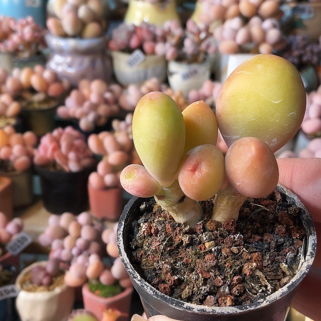 有***狐多肉植物的生长发育和生长发育