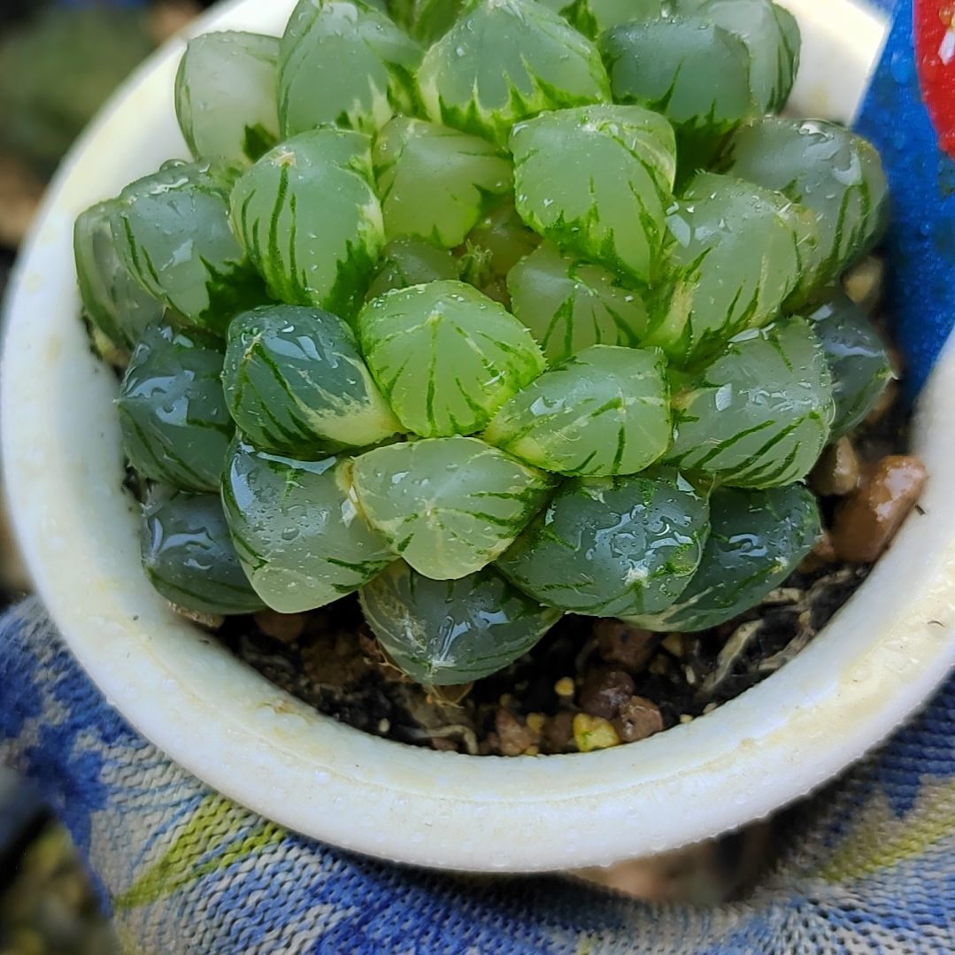 14号OM锦 6厘米左右一物一拍带盆