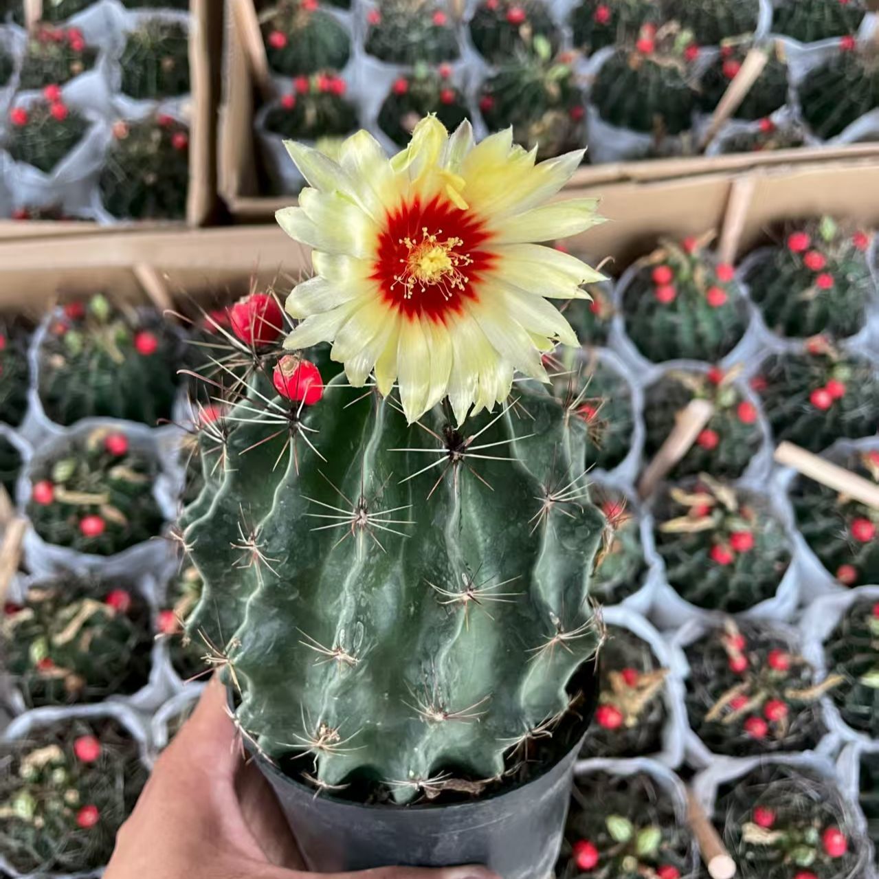 黄花龙王   实生仙人球好养办公黄花阳台开花多肉植物室内盆栽防