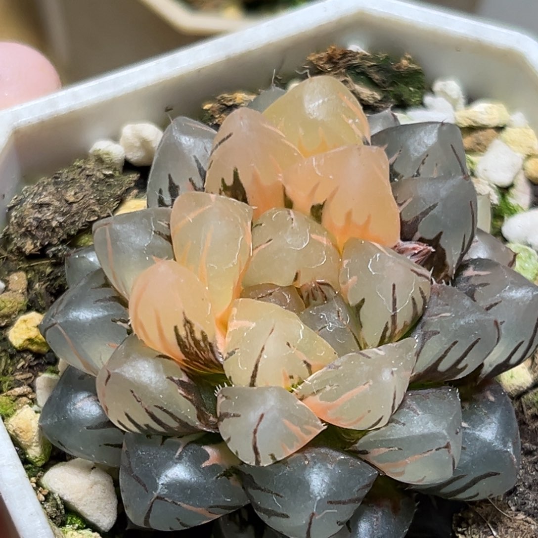 恭喜发财大吉大利707