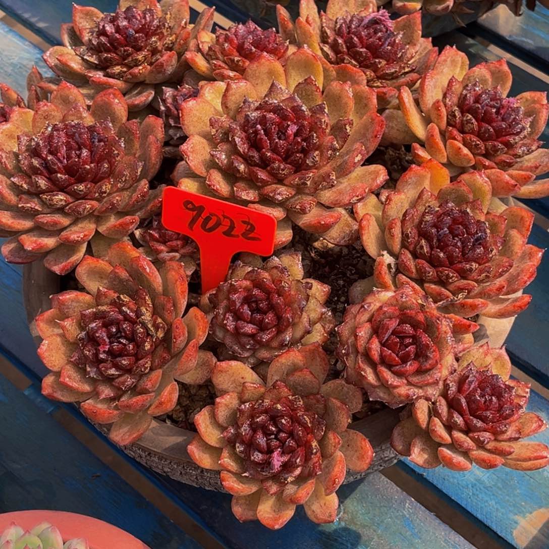 9022号上午多肉植物群生多肉植物