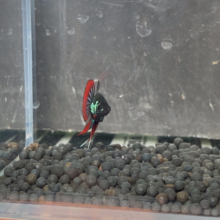 斗鱼泰国斗鱼282号