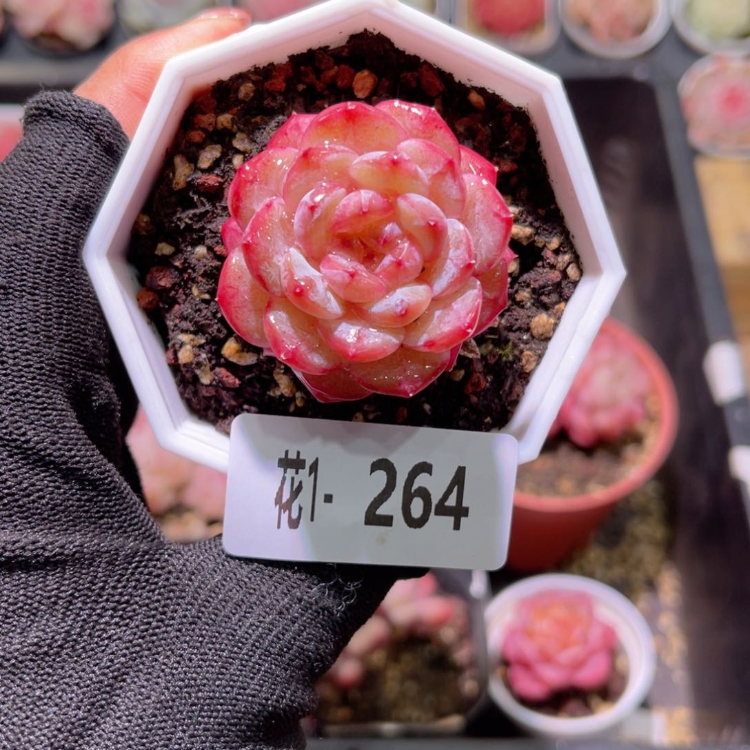 花01-264雪颜玉单头