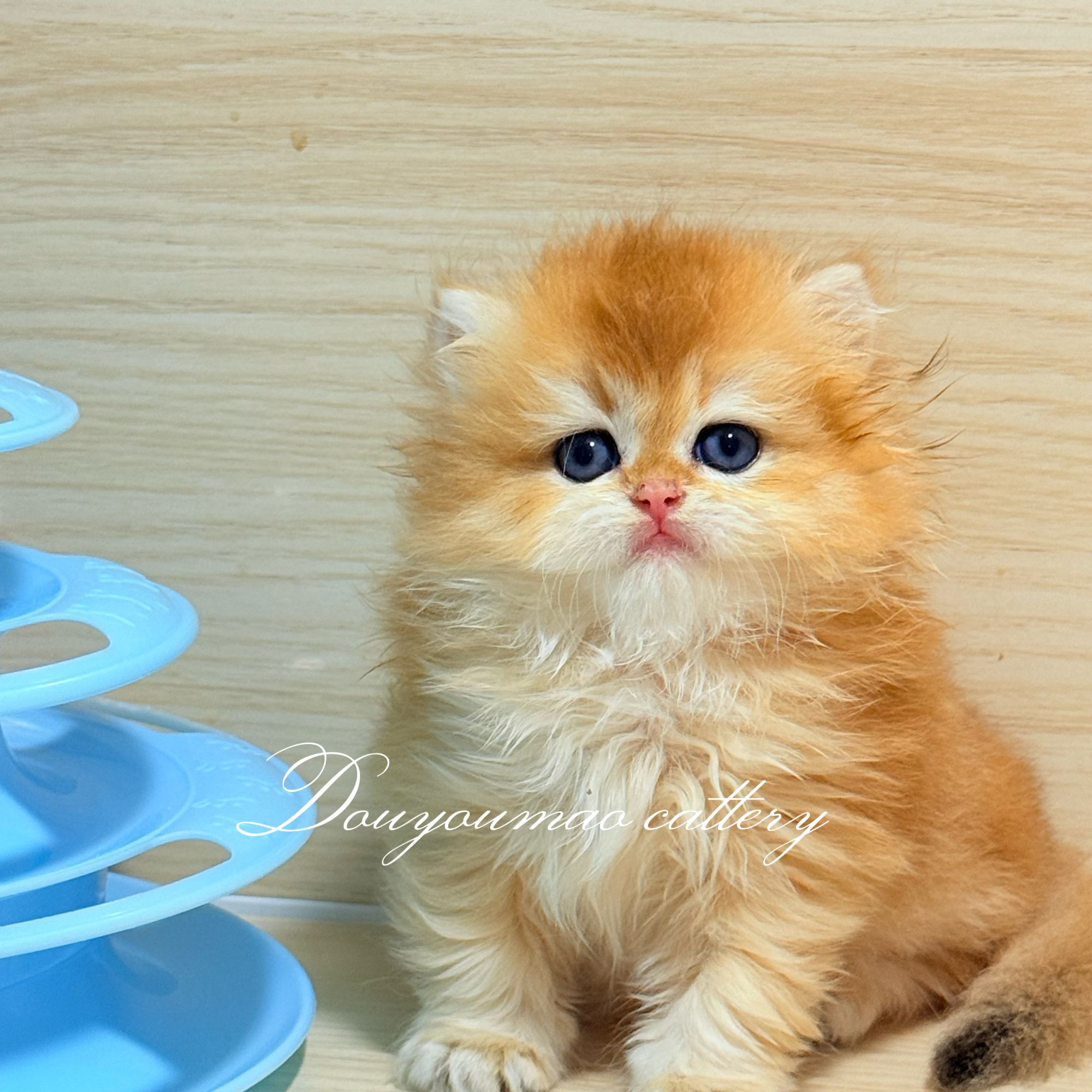 【兜有猫Cattery】蓝金、金渐层、紫金、金点渐层系猫咪