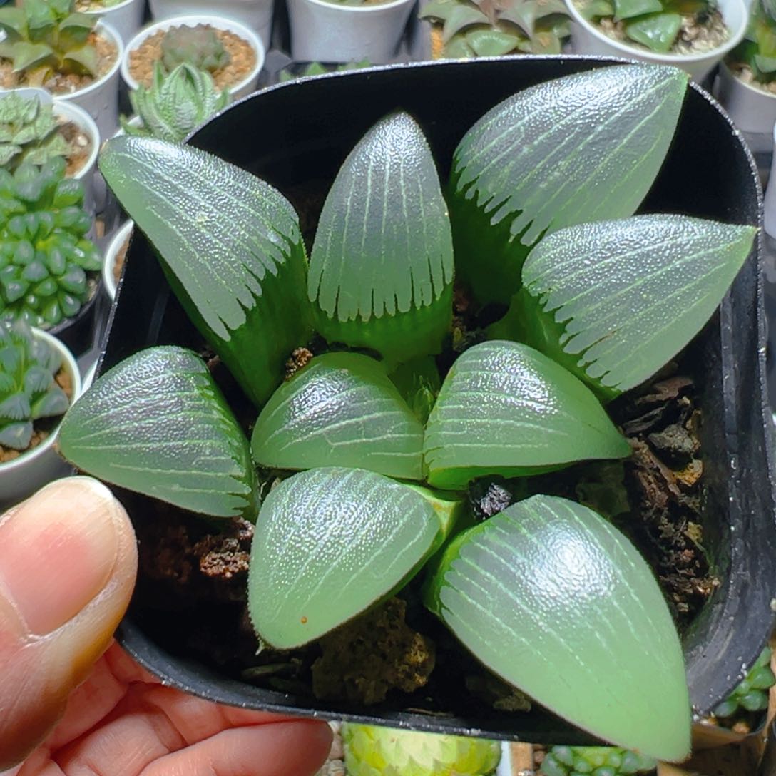 电路板玉露多肉多肉1