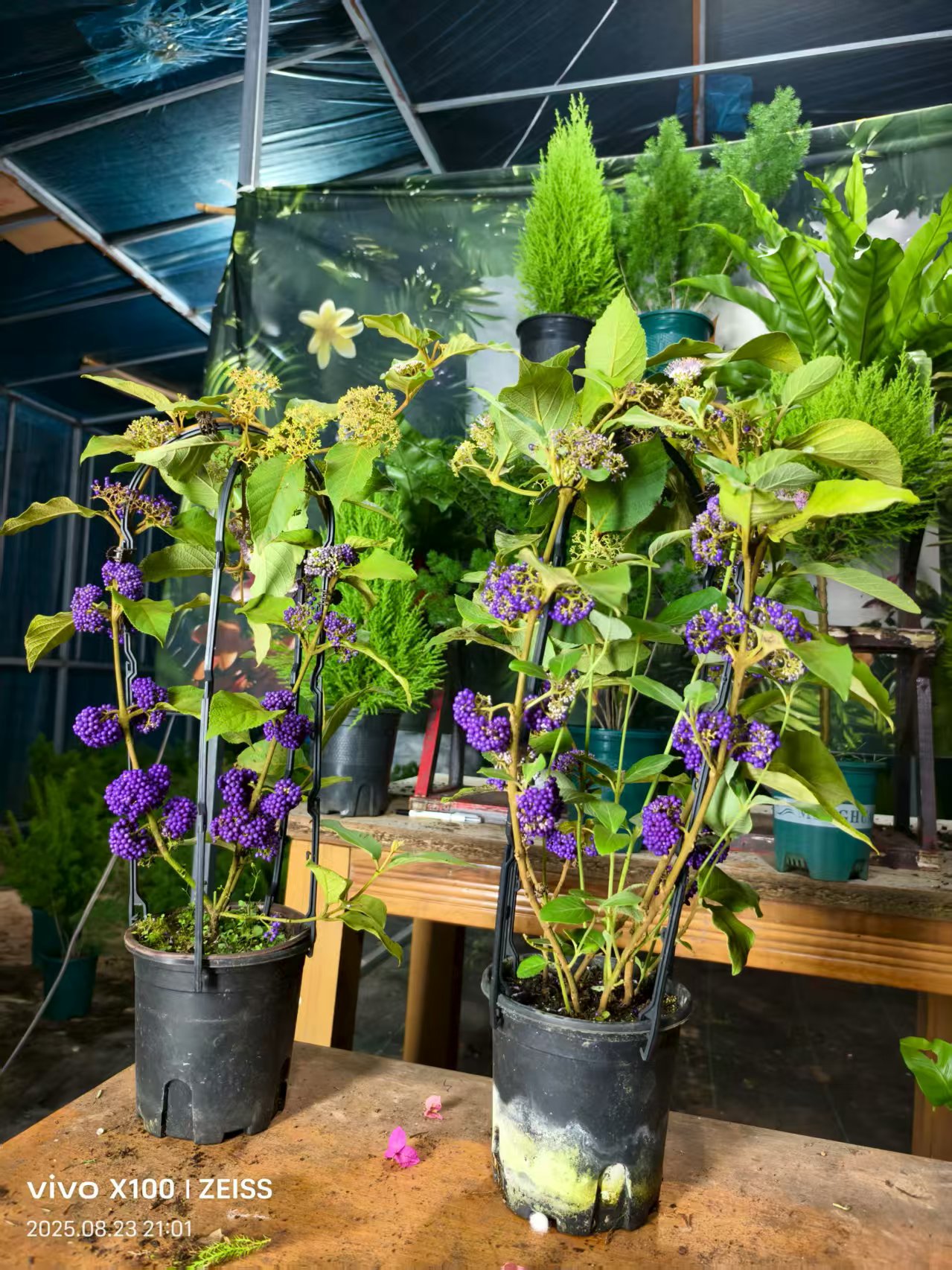 紫珠盆栽多年生耐寒耐晒阳台庭院种植观果植物