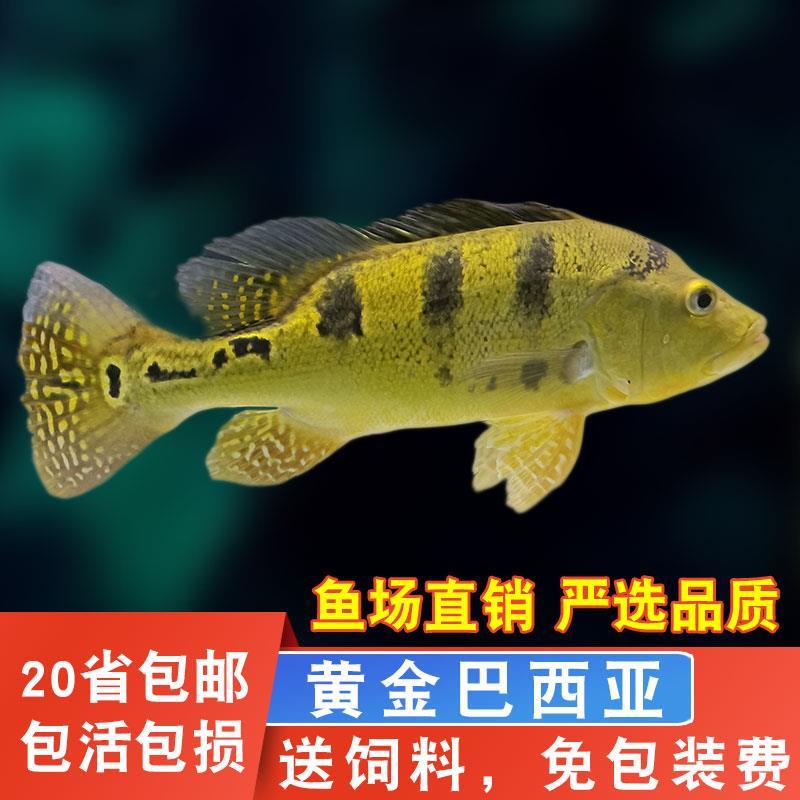 黄金巴西亚鱼金老虎帝王三间眼斑三间龙鱼中层配鱼热带观赏鱼包邮
