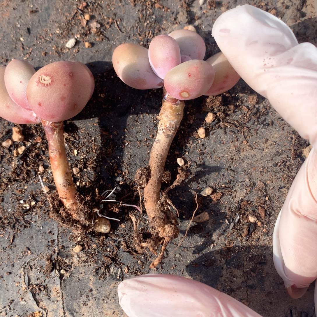 鸡蛋奶酪多肉鸡蛋奶奶
