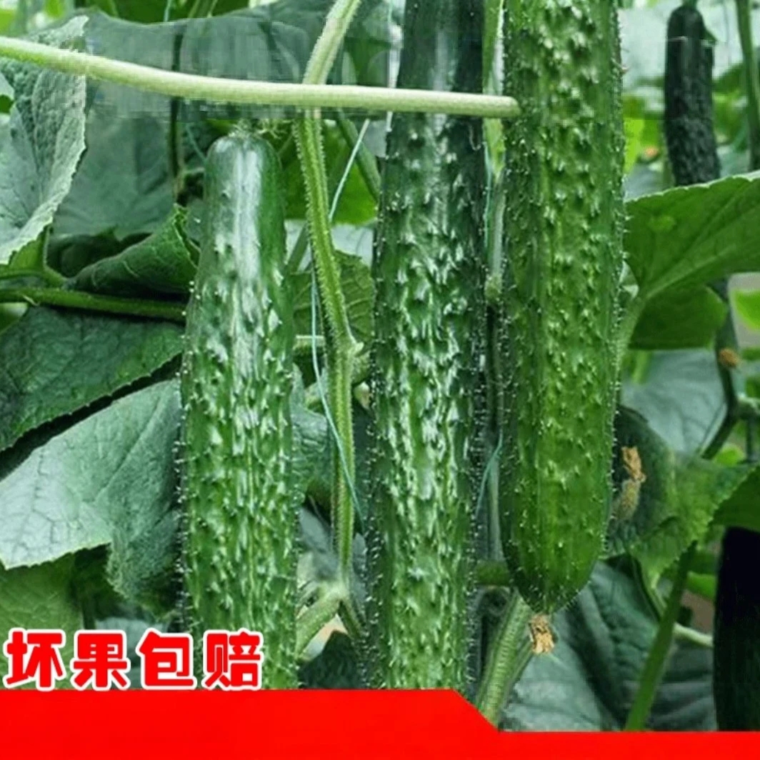 黄瓜新鲜采摘农家菜净重5斤