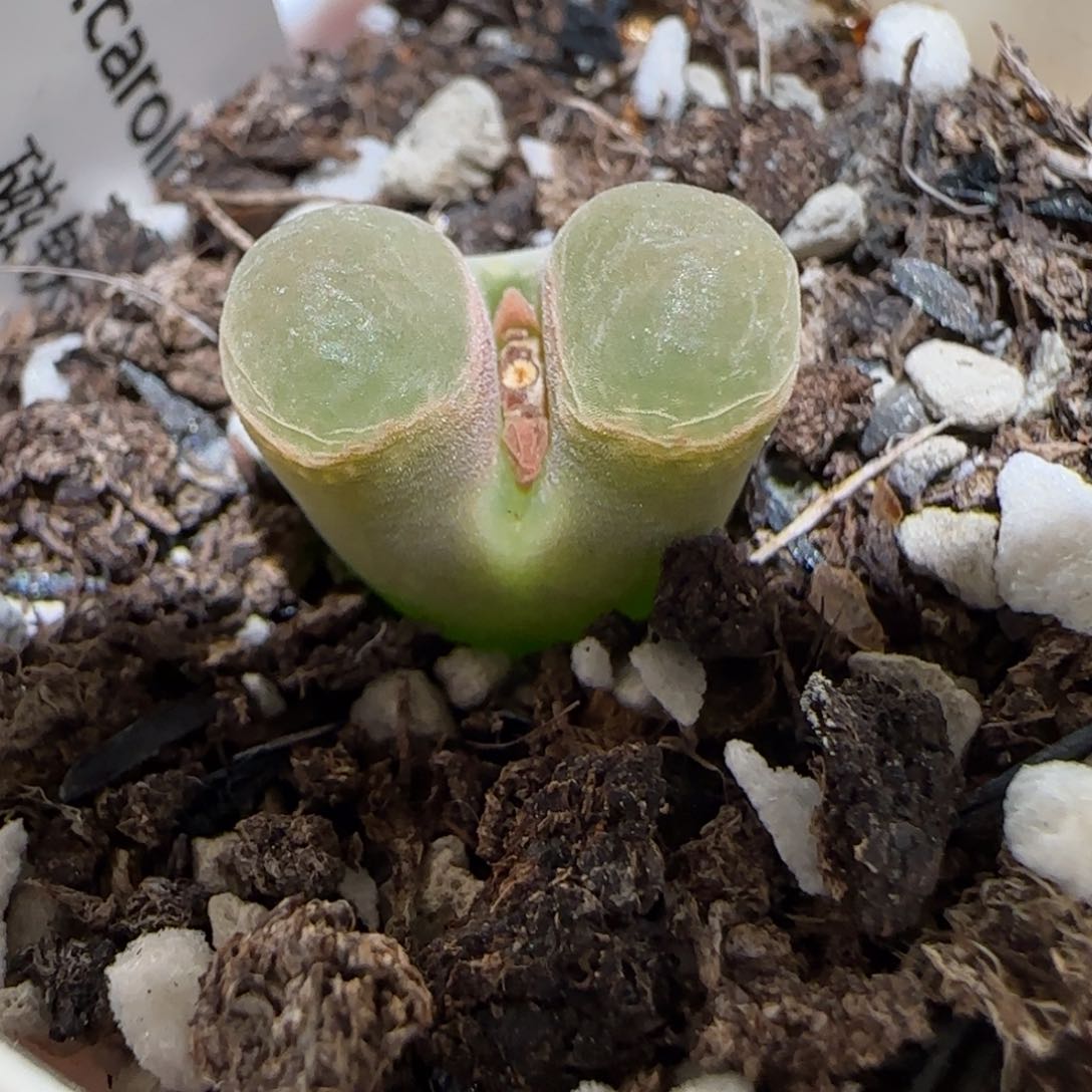 肉锥多肉植物百科-磁铁923