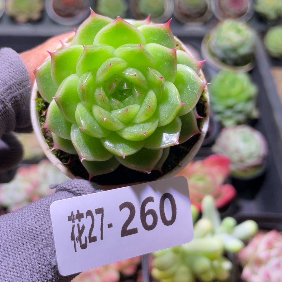 花利美27-260珍妮