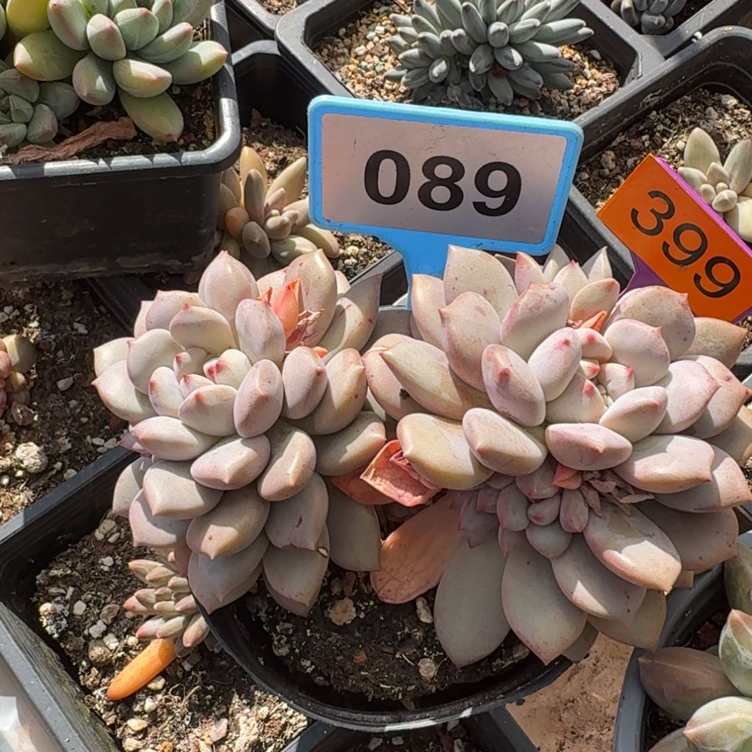 白净一物一拍089.