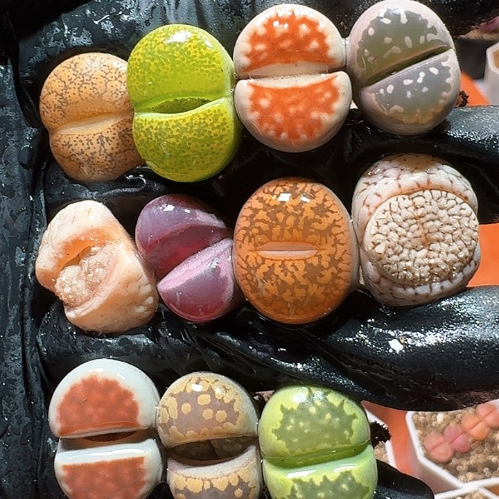 生石花1111111。    367