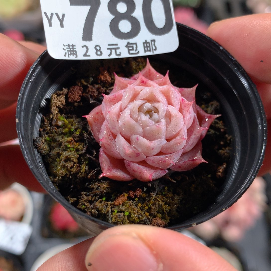 5CM拇指盆精控多肉YY780