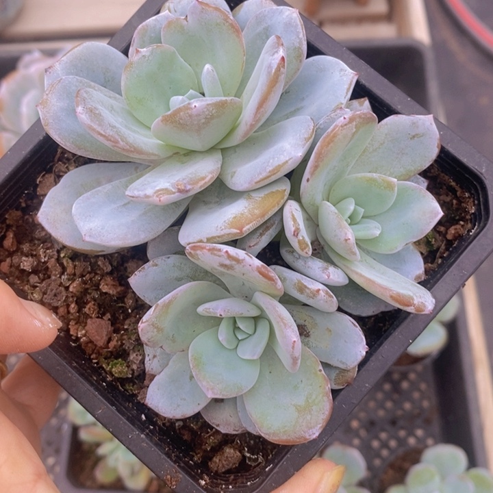 韩版奶茶3头11111