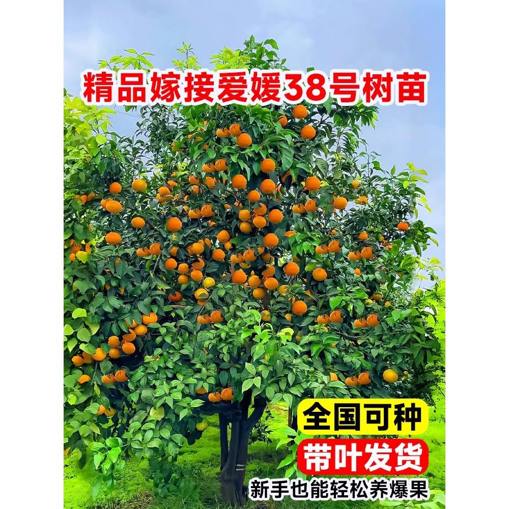 爱媛38号树苗果冻橙果树果苗盆栽象山红美人橘子树柑桔橙子水果树