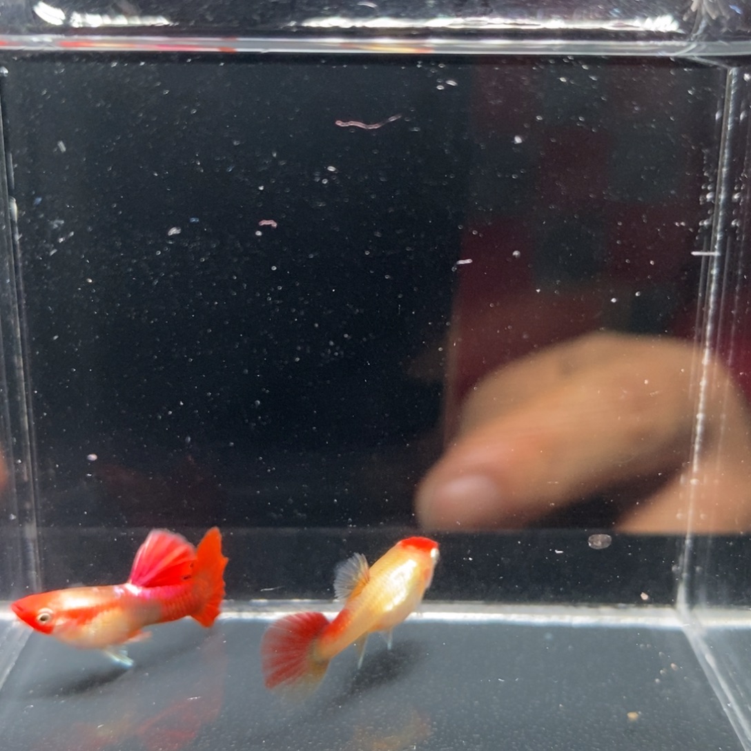 孔雀鱼红头黄化折扇一对