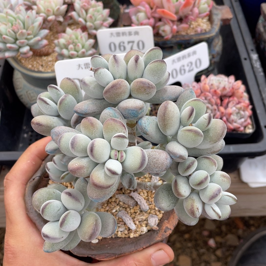 148乒乓福娘不带盆15厘米