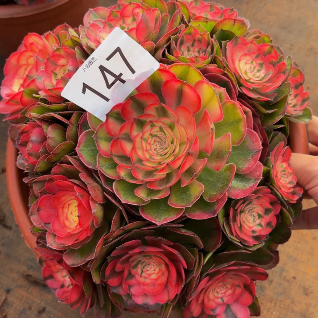 147多肉植物荔枝特价