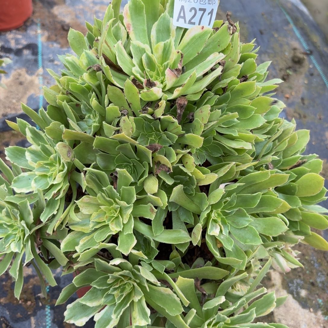 271多肉植物捧花的