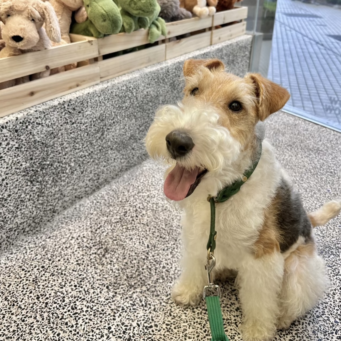 【上海榛果犬业】长毛腊肠 比熊 刚毛猎狐梗 边牧 美卡柴犬 雪纳瑞