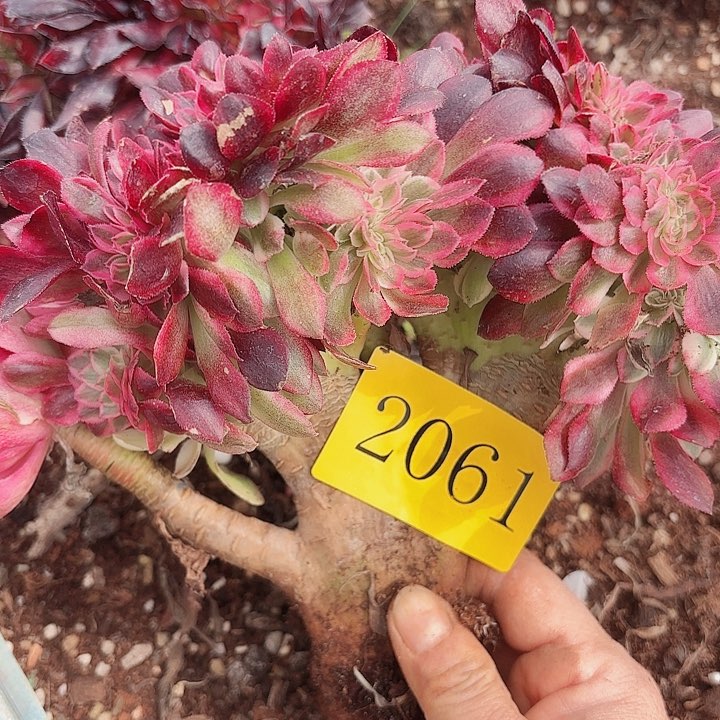 多肉植物福利2061