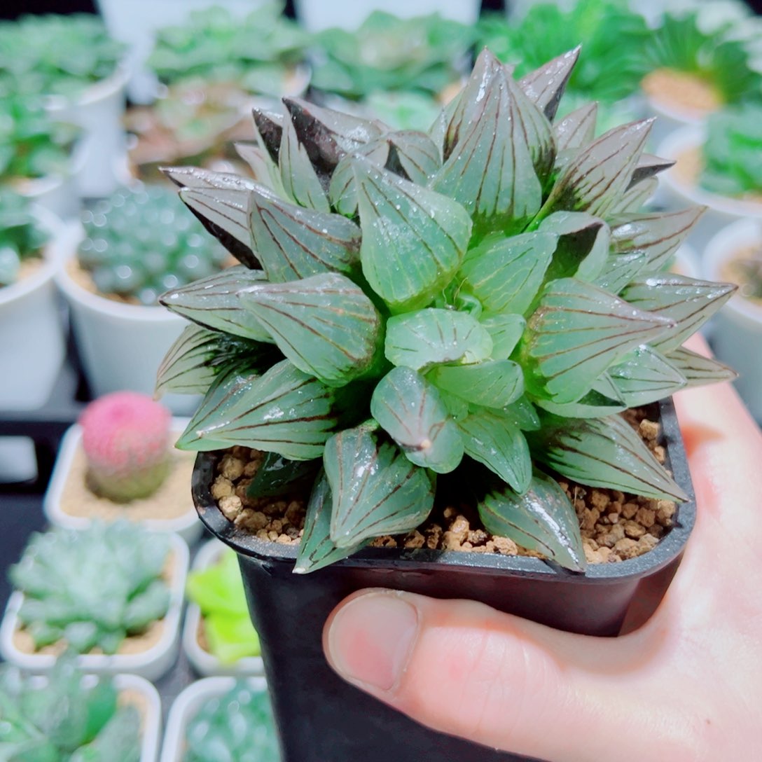 多头大西瓜，25.8