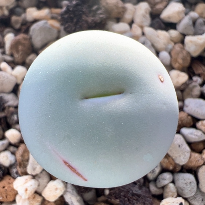 A815。青蛙种源优选434v嘴。 干疤福利。  