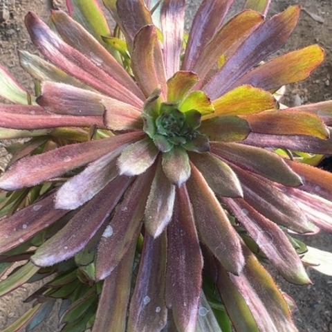 法师粉黛多肉11111