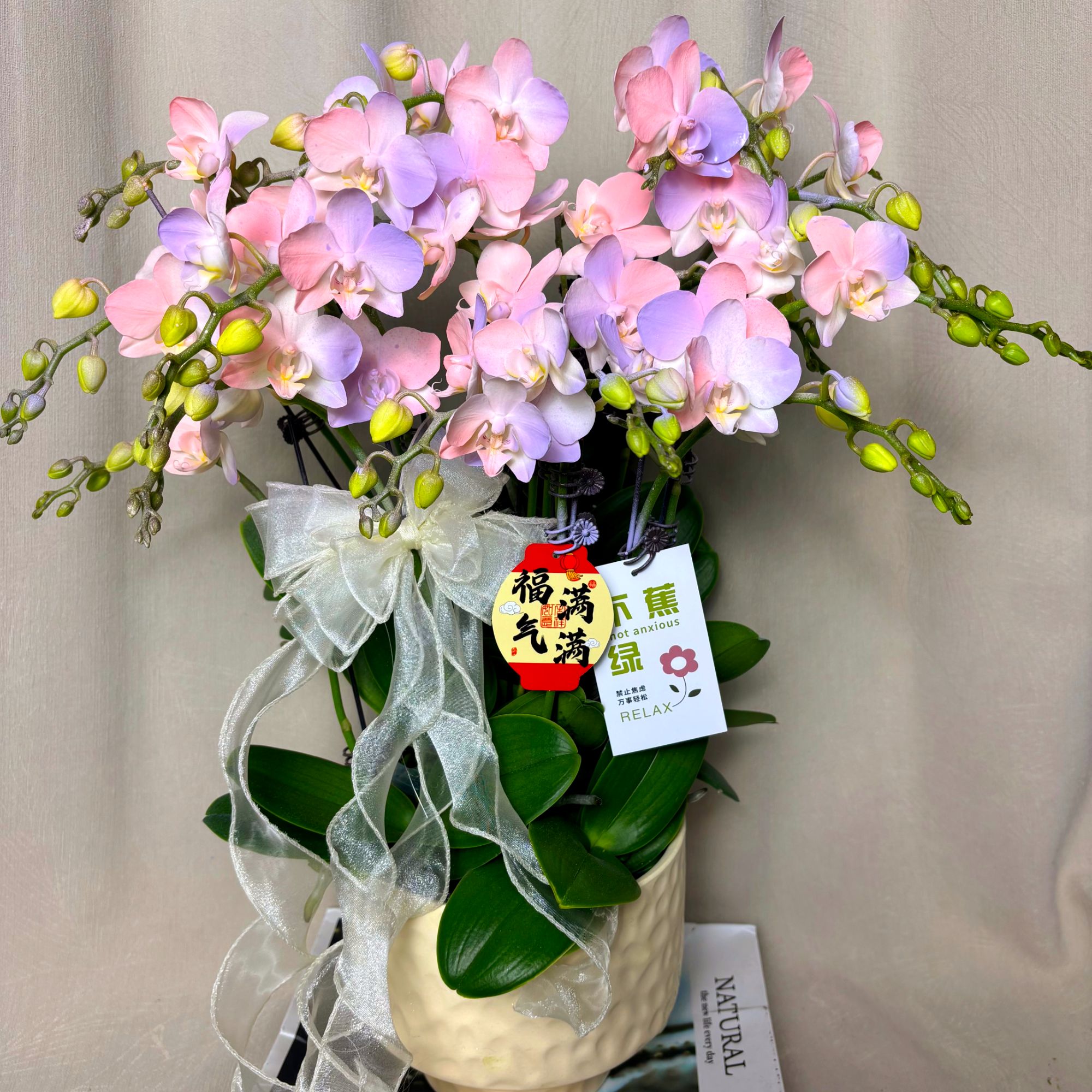 【棉花糖】蝴蝶兰高端稀有艺术喷染造型 欧品好看耐养