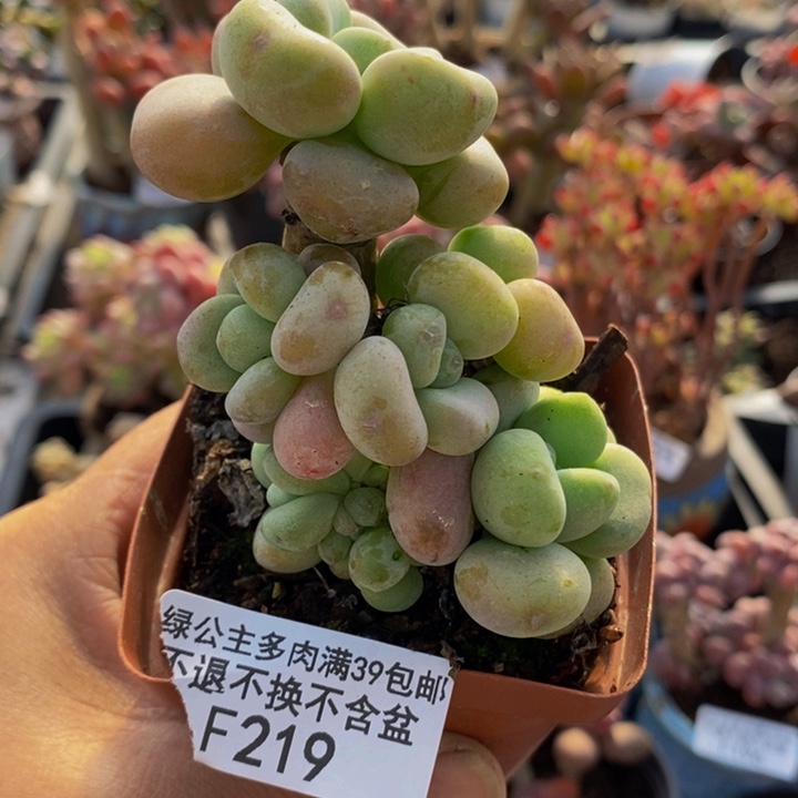 腰子洛神树6cm219多肉