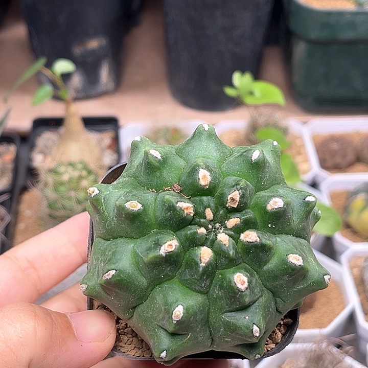翠晃石母本一颗7cm
