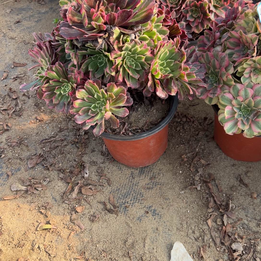 龙***曦446同花顺多肉植物法师多肉