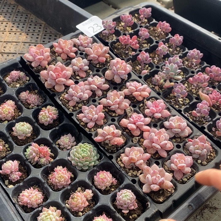 23 多肉植物盆栽花卉