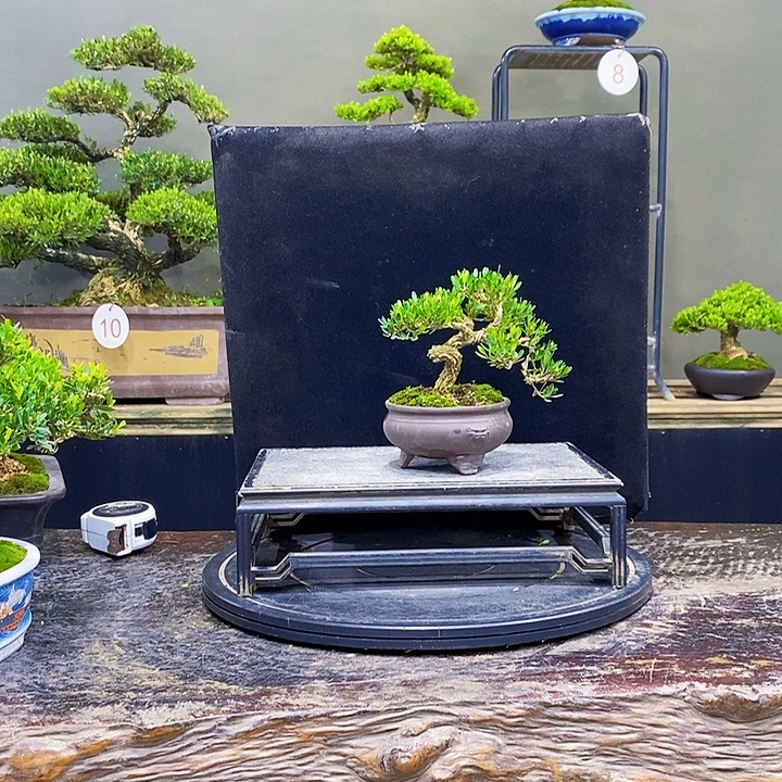 无花朵黄杨盆景四季常青
