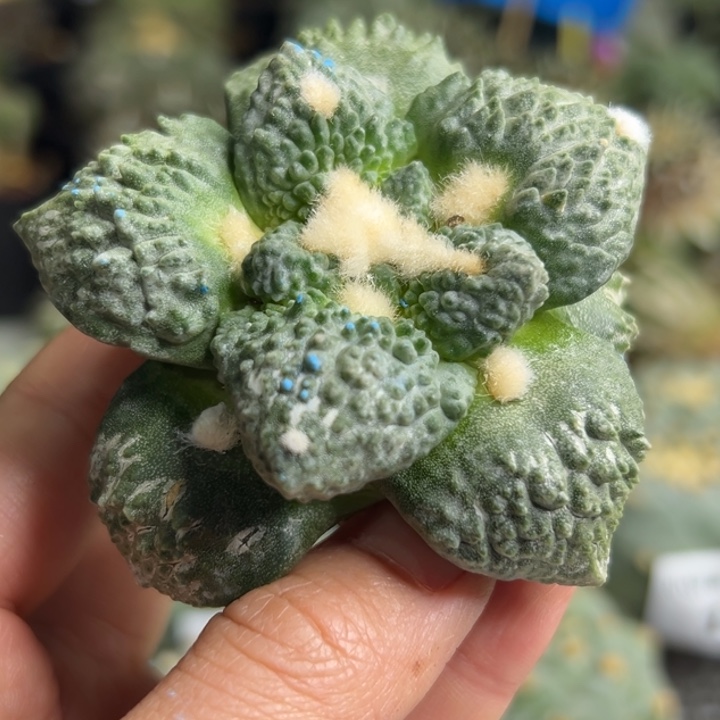 138 哥斯拉怒 无根 仙人球