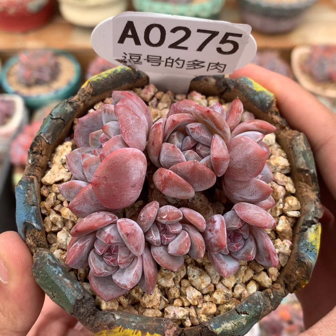 A0275 紫皮星影小脸群 老桩 有砍 6.5cm